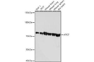 Western blot analysis of extracts of various cell lines, using  antibody  at 1:1000 dilution. (ATG7 Antikörper)