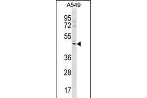 TBC1D20 Antibody (C-term) (ABIN1537157 and ABIN2850109) western blot analysis in A549 cell line lysates (35 μg/lane). (TBC1D20 Antikörper  (C-Term))