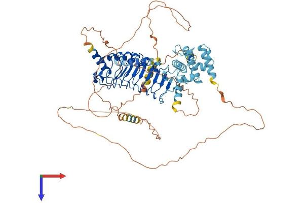 LRCH4 Protein (AA 1-683) (His tag)