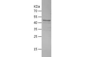 Western Blotting (WB) image for Collectin Sub-Family Member 11 (COLEC11) (AA 47-271) protein (His-IF2DI Tag) (ABIN7283709) (COLEC11 Protein (AA 47-271) (His-IF2DI Tag))