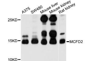Western blot analysis of extracts of various cell lines, using MCFD2 antibody (ABIN4904324) at 1:1000 dilution.
