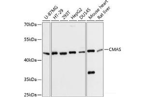 Western blot analysis of extracts of various cell lines using CMAS Polyclonal Antibody at dilution of 1:3000. (CMAS Antikörper)