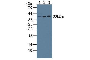 Figure. (NPM1 Antikörper  (AA 212-292))