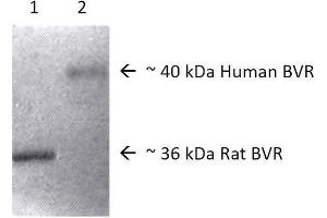 Western blot analysis of Human, Rat Brain cell lysates showing detection of BVR protein using Rabbit Anti-BVR Polyclonal Antibody .