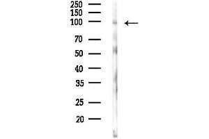 Western blot analysis of lysates from RAW264.