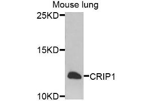 Western blot analysis of extracts of mouse lung, using CRIP1 antibody. (CRIP1 Antikörper  (AA 1-77))