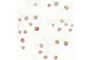 Immunocytochemical anyalysis of 293 cells with ABCA7 polyclonal antibody  at 5 ug/mL. (ABCA7 Antikörper  (N-Term))