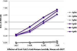 ELISA plate was coated with purified human IgGκ, IgMκ, IgAκ, IgGλ, IgMλ, and IgAλ. (Ziege anti-Human lambda (Chain lambda) Antikörper (Biotin) - Preadsorbed)