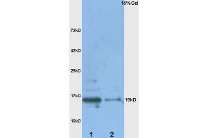 Metallothionein Antikörper  (AA 11-61)