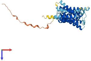 AlphaFold protein structure predicition of Human Recombinant SLC35G5 Protein, UniprotID Q96KT7 (AMAC1L2 Protein (AA 1-338) (His tag))