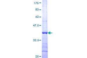 HAPLN4 Protein (AA 30-134) (GST tag)