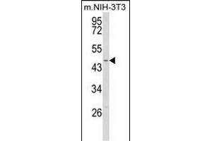 Western blot analysis of WDSUB1 Antibody (Center) (ABIN652763 and ABIN2842501) in NIH-3T3 cell line lysates (35 μg/lane). (WDSUB1 Antikörper  (AA 303-331))