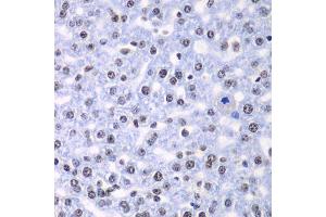 Immunohistochemistry of paraffin-embedded rat liver using SF3B2 antibody. (SF3B2 Antikörper  (AA 616-895))