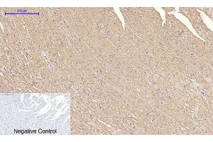 Immunohistochemical analysis of paraffin-embedded rat heart tissue. (IRS1 Antikörper)