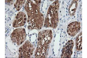 Immunohistochemical staining of paraffin-embedded Human Kidney tissue using anti-ACY1 mouse monoclonal antibody. (Aminoacylase 1 Antikörper)