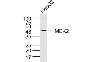 HepG2 cell lysate probed with MEK2 (4C3) Monoclonal Antibody (bsm-33216M) at 1:300 overnight at 4°C followed by a conjugated secondary antibody at 1:10000 for 90 minutes at 37°C. (MEK2 Antikörper  (AA 1-200))