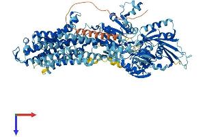 ATP12A Protein (AA 1-1039) (His tag)