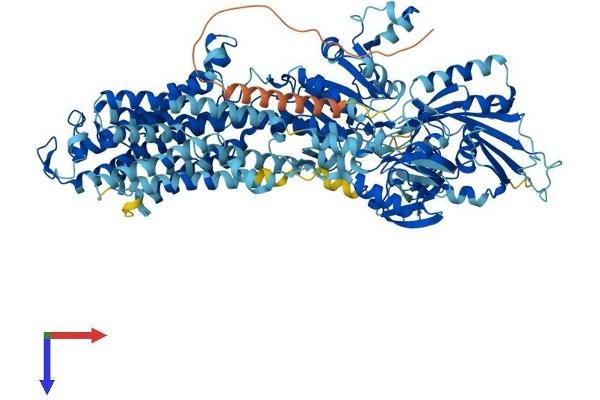 ATP12A Protein (AA 1-1039) (His tag)