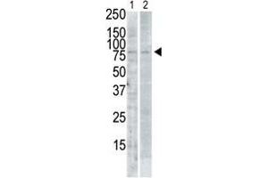 The anti-SNK C-term Pab is used in Western blot to detect SNK in PMA-treated Pam212 cell lysate (lane 1) and rat testis tissue lysate (lane 2). (PLK2 Antikörper  (C-Term))