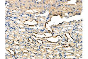 ABIN6262041 and ABIN6276973 at 1/100 staining Mouse kidney tissue by IHC-P. (Glypican 3 Antikörper  (N-Term))