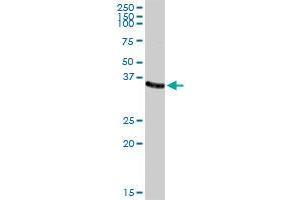AKR1C2 MaxPab rabbit polyclonal antibody. (AKR1C2 Antikörper  (AA 1-323))