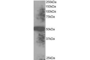 Image no. 1 for anti-Thioredoxin Domain Containing 5 (Endoplasmic Reticulum) (TXNDC5) (C-Term), (Isoform 1), (Isoform 3) antibody (ABIN374463) (TXNDC5 Antikörper  (C-Term, Isoform 1, Isoform 3))