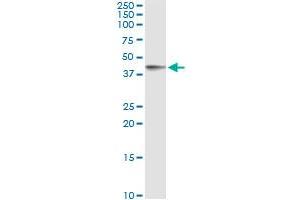 Immunoprecipitation of FCER2 transfected lysate using anti-FCER2 monoclonal antibody and Protein A Magnetic Bead , and immunoblotted with FCER2 MaxPab rabbit polyclonal antibody. (FCER2 Antikörper  (AA 1-321))