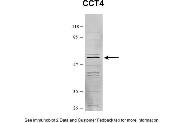 CCT4 Antikörper  (C-Term)