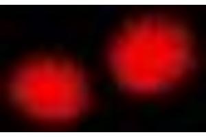 Immunofluorescence (IF) image for anti-Core-binding Factor, Runt Domain, alpha Subunit 2, Translocated To, 2 (CBFA2T2) antibody (ABIN7306904)