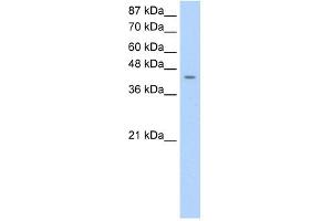 HOMER1 antibody used at 0. (HOMER1 Antikörper)