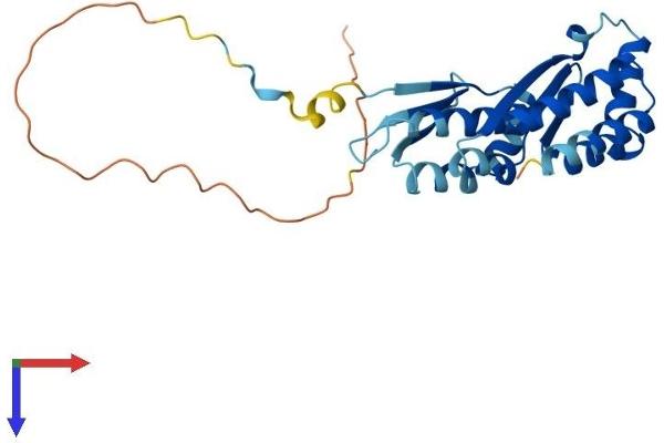 PNO1 Protein (AA 1-248) (His tag)