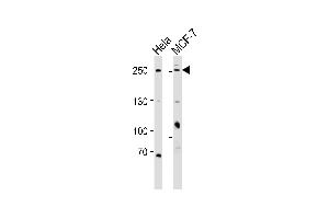 Western blot analysis of lysates from Hela, MCF-7 cell line (from left to right), using MUC4(Mucin-4 alpha chain) Antibody (N-term) (ABIN6242467 and ABIN6577573). (MUC4 Antikörper  (N-Term))