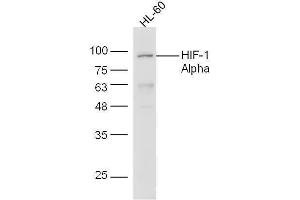 HL-60 cell lysates probed with Anti-HIF-1 Alpha Polyclonal Antibody, Unconjugated  at 1:5000 for 90 min at 37˚C. (HIF1A Antikörper  (AA 341-450))