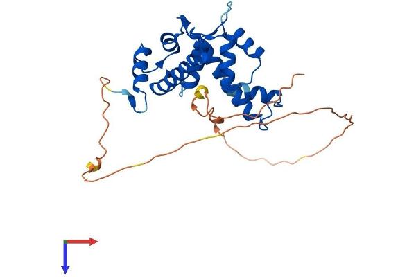 PEF1 Protein (AA 1-284) (His tag)