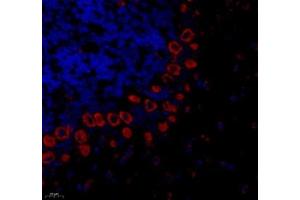Immunofluorescence of paraffin embedded mouse cerebellum using PTPN12 (ABIN7075292) at dilution of 1: 1000 (400x lens) (PTPN12 Antikörper)