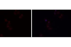 ABIN6279482 staining HEPG2 cells by IF/ICC. (HGFA Antikörper  (C-Term))