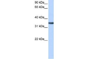 WB Suggested Anti-SPON2 Antibody Titration: 0. (SPON2 Antikörper  (Middle Region))