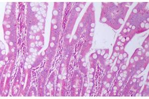 Anti-TGFA / TGF Alpha antibody IHC staining of human small intestine. (TGFA Antikörper)