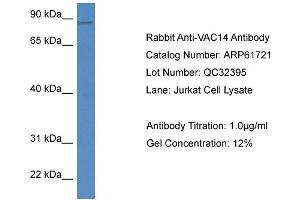 Western Blotting (WB) image for anti-Vac14 Homolog (VAC14) (C-Term) antibody (ABIN2788881) (VAC14 Antikörper  (C-Term))