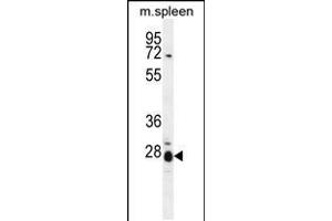 Western blot analysis in mouse spleen tissue lysates (35ug/lane). (IL17B Antikörper  (AA 39-66))