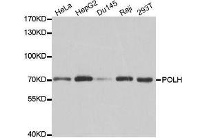 Western blot analysis of extracts of various cell lines, using POLH antibody. (POLH Antikörper  (AA 20-320))