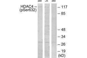 Western Blotting (WB) image for anti-Histone Deacetylase 4 (HDAC4) (pSer632) antibody (ABIN1847481) (HDAC4 Antikörper  (pSer632))