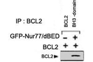 Analysis of BCL2 domain exposure in HEK293 cells transfected with a plasmid coding for a DNA-binding domain-deleted construct of Nur77 (GFP-Nur77/dDBD) by using BCL2 polyclonal antibody  for immunoprecipitation (IP) and a different BCL2 antibody for western blot. (Bcl-2 Antikörper)