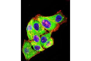Immunofluorescence analysis of Hela cells using GRM3 mouse mAb (green).