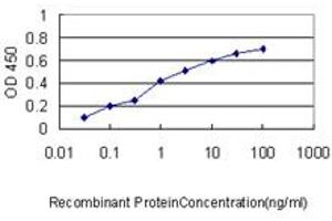 Detection limit for recombinant GST tagged NUMA1 is approximately 0. (NUMA1 Antikörper  (AA 200-306))