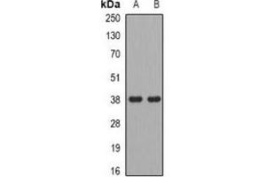 Western blot analysis of ADH5 expression in U251 (A), U937 (B) whole cell lysates.