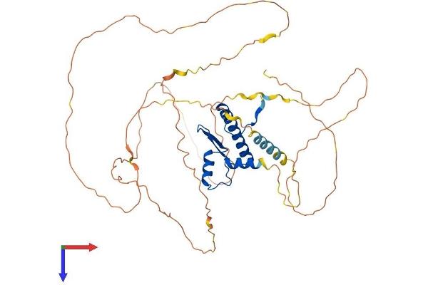 MEF2C Protein (AA 1-474) (His tag)