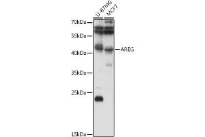 Western blot analysis of extracts of various cell lines, using AREG antibody (ABIN6127431, ABIN6137065, ABIN6137066 and ABIN6216408) at 1:1000 dilution. (Amphiregulin Antikörper  (AA 20-252))