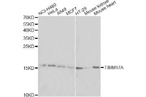 Western blot analysis of extracts of various cell lines, using TIMM17A antibody. (TIMM17A Antikörper)