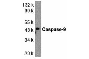 Western Blotting (WB) image for anti-Caspase 9, Apoptosis-Related Cysteine Peptidase (CASP9) (Middle Region 1) antibody (ABIN1031186) (Caspase 9 Antikörper  (Middle Region 1))